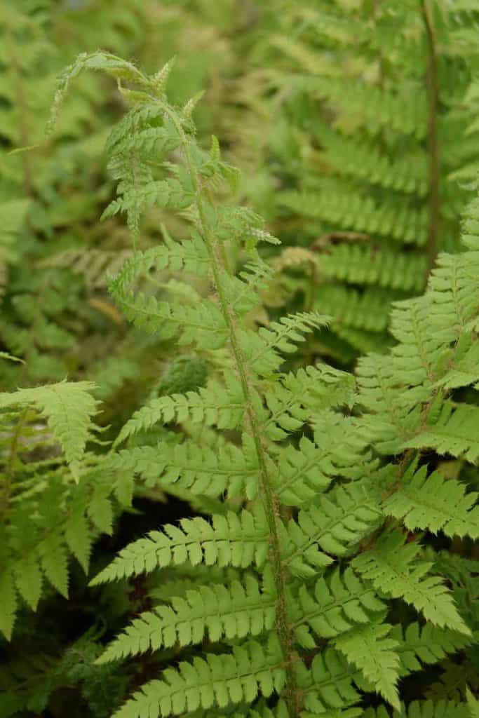Polystichum setiferum ---